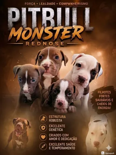 Cachorro filhotes de Pitbull Monster x rednose 