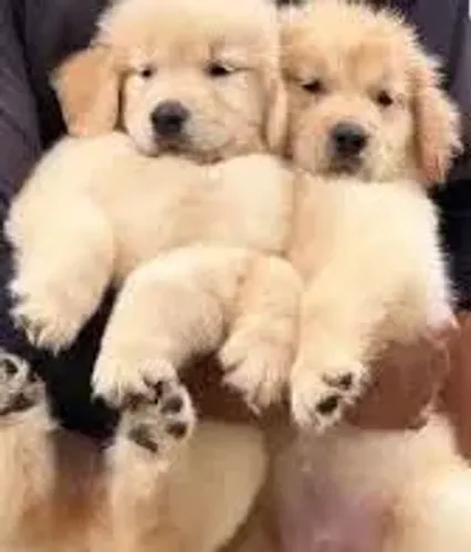 Golden Retriever : Aproveite Promoção Puros