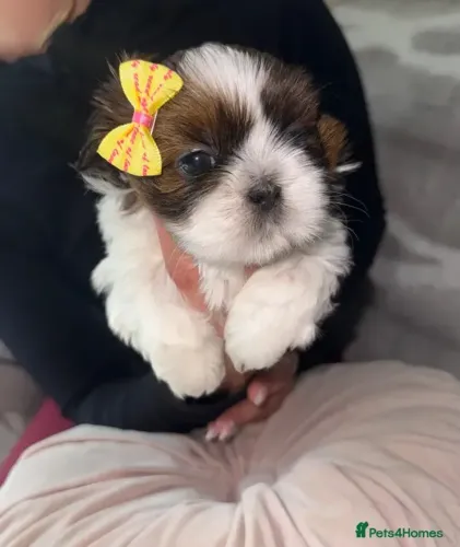 Cachorro filhote Shih tzu/ shihtzu lindos, dóceis e atentos