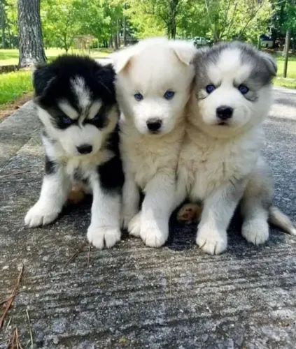 Husky siberiano pelagem Wooly