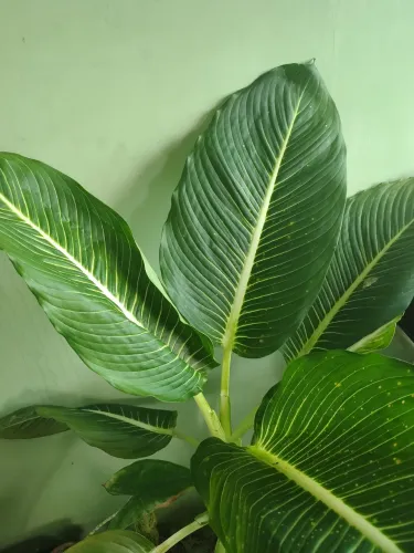 Planta comigo ninguém pode ( DIEFFENBACHIA STHERLING 