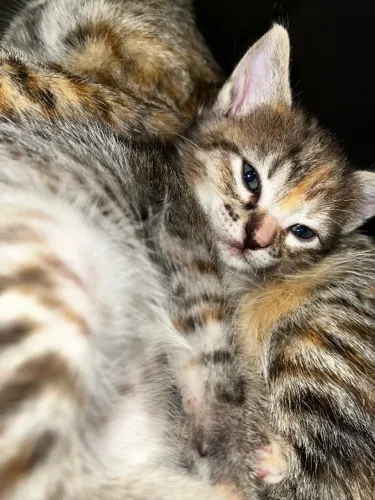 Gatinhos pra doação 