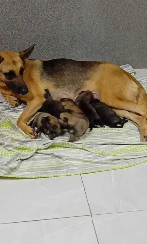 Filhotes de pastor alemão pra doação 