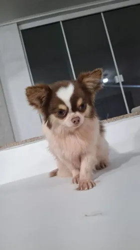 Macho de chihuahua novo 
