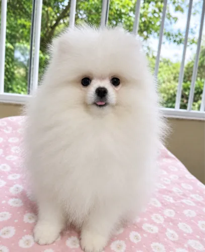 Lulu da Pomerania