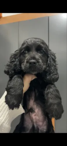 Filhote COCKER SPANIEL INGLÊS