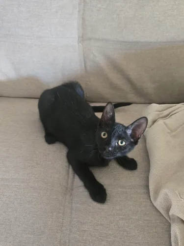 Doa-se gata preta com apenas 3 meses de vida!