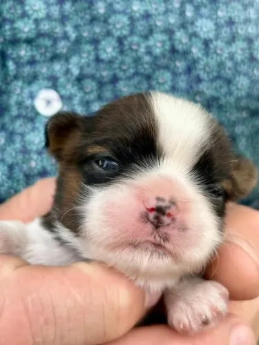 Filhotes de Shih Tzu | Carisma que encanta naturalmente.