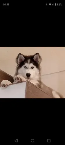 Lindo husky adulto pelagem wolly a procura de uma namorada 