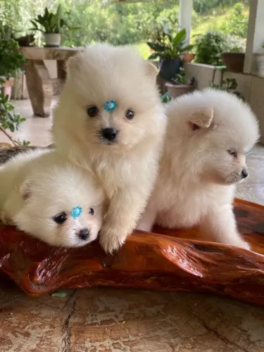 Spitz alemão anão macho disponível $2.800,00 em 10 x sem juros 