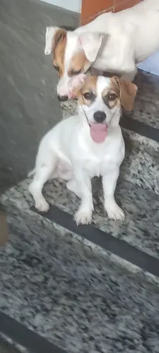 Jack Russel terrier 