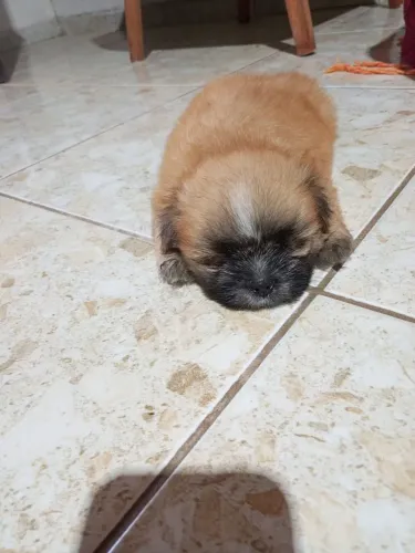 Filhote de Lulu da Pomerânia + Shitzu