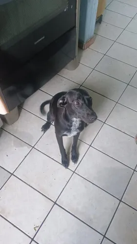 Doa-se labradora