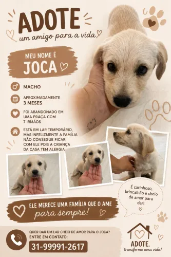 Adoção responsável ( cachorro )