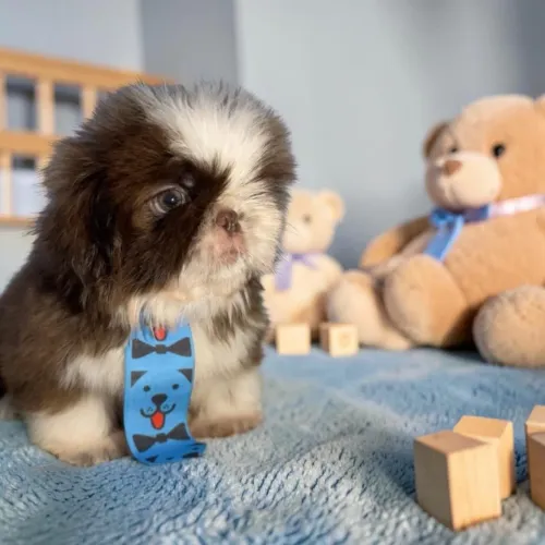 Shih Tzu filhotes lindos prontos para entrega