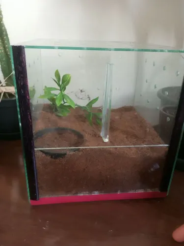 Terrário