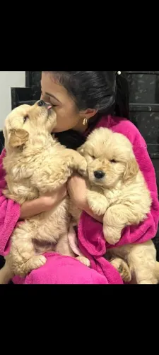 Filhote Golden Retriever
