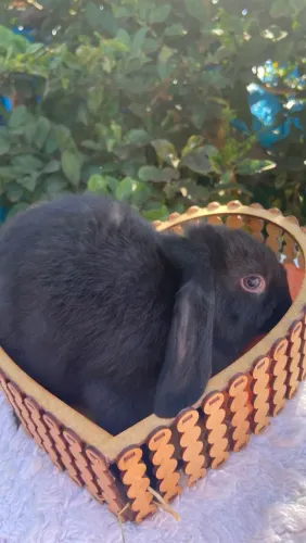 Coelho Mini Lop Uruguaio 