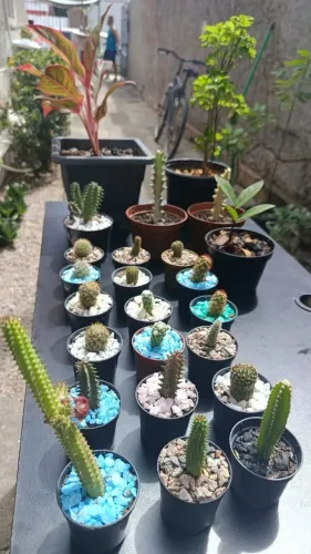 Mudas de cactos 