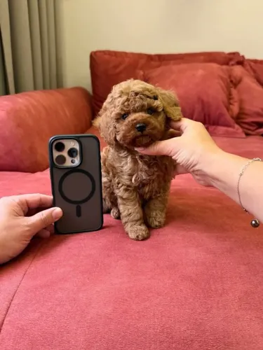 Poodle Encantador Para Sua Família Hoje