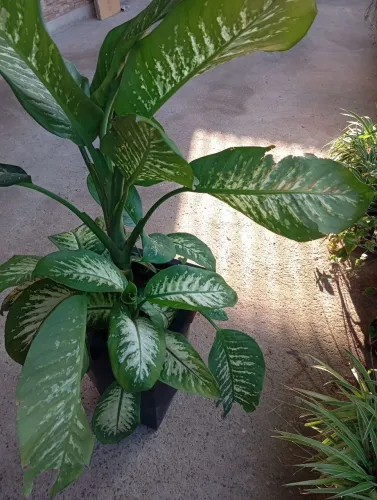 Planta comigo ninguém pode