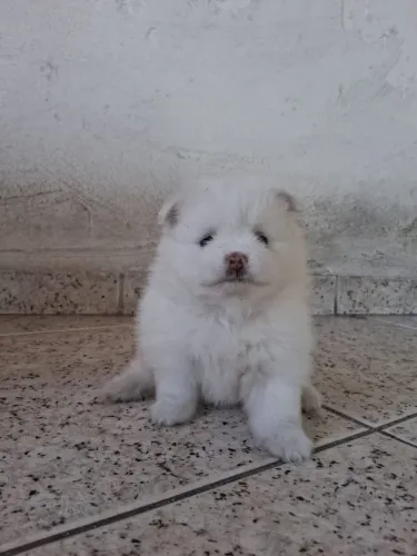 Spitz alemão