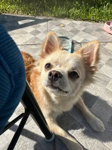 Chihuahua macho procuro namorada 