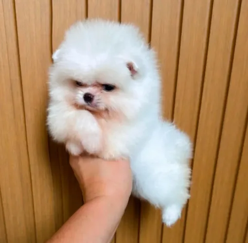Spitz Alemão Anao ( ALTO PADRÃO) VALOR VIA CHAT OU ZAP