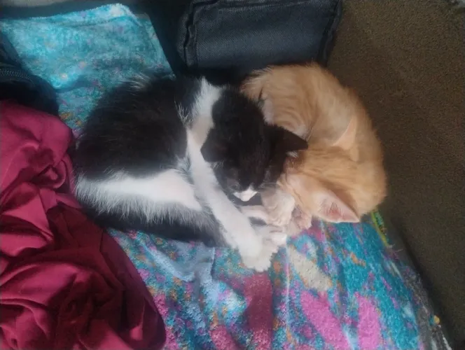 GATO
