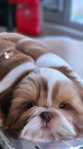 Shih-tzu macho promoção