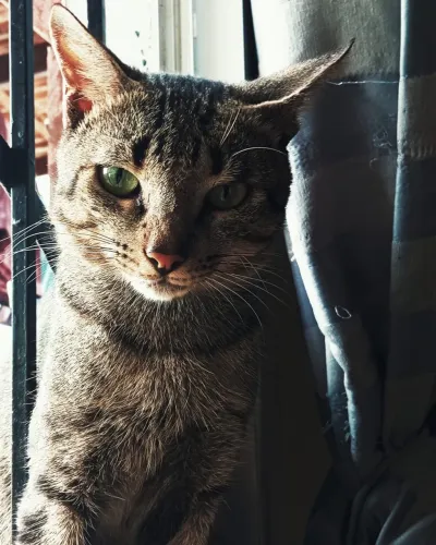 Gato para adoção ?