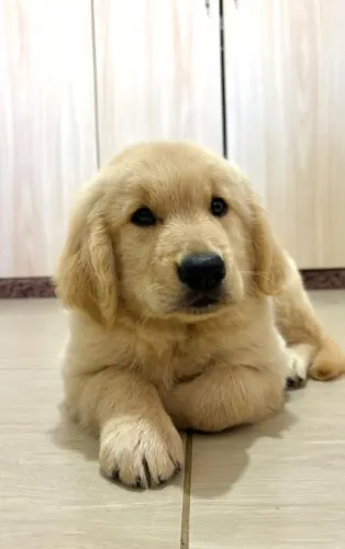 Lindos filhotes Golden Retriever disponível