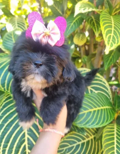 Lhasa Apso,Lhasa Apso Filhote Estrutura Perfeita Disponível