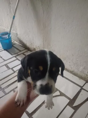 Estou indo embora de Guarapari e n posso levar os cachorros  doa se cachorro porte pequen