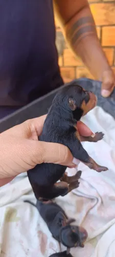 Vende- se cachorro Pincher