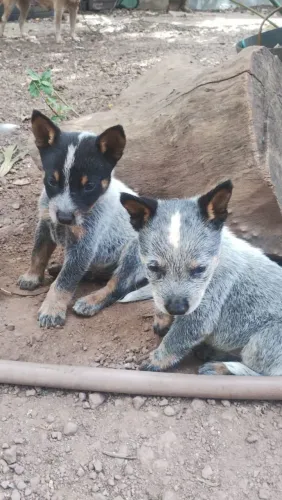 BLUE / Heeler filhote. Atualizado