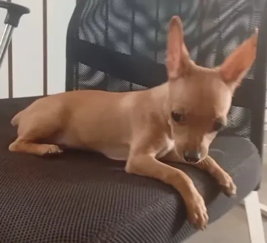 Pinscher