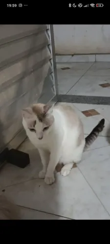 Gatod