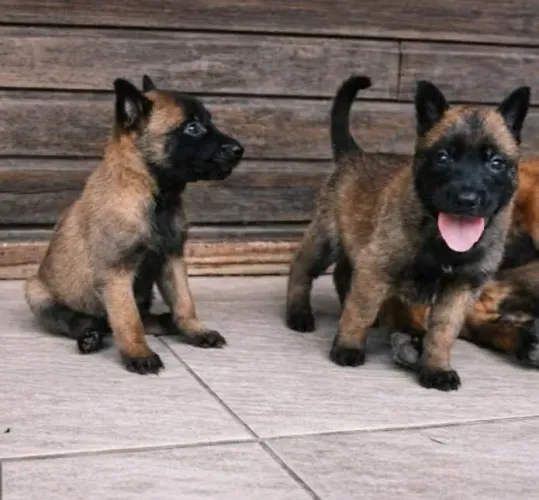 Pastor BELGA (Malinois)