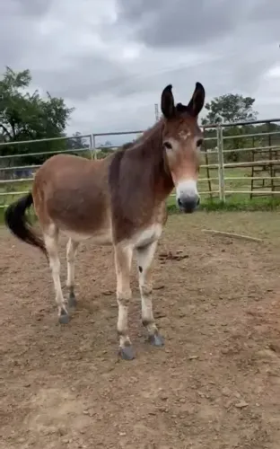Burro