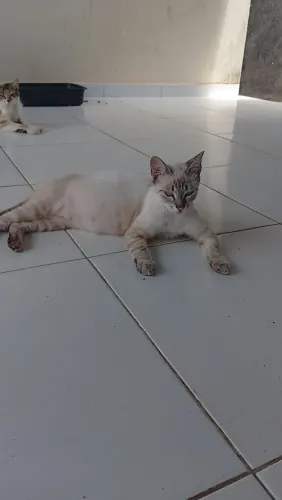 Doação de Gatas