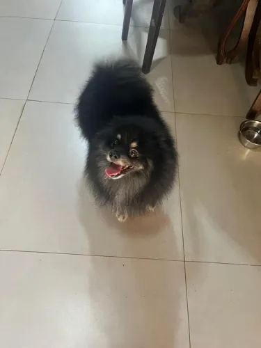 Vendo Lulu da Pomerânia 