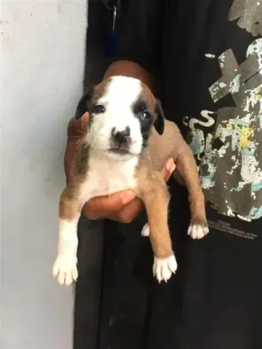 labrador x boxer Respondo pelo 9.9751.6491