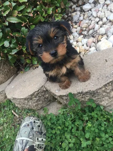 Yorkshire Terrier 