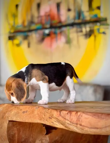 Mini beagle