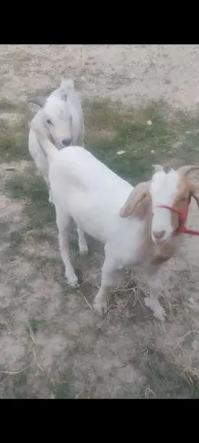 Marram de Cabra Boer