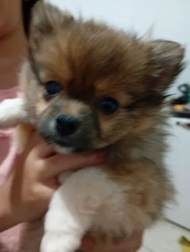 Promoção Luluzinha da Pomerânia