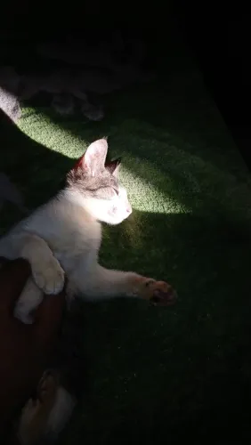 Doação de Gatinhos