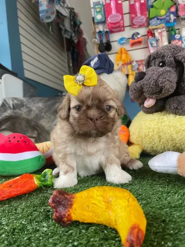 Shih tzu fêmea chocolate $2.600,00