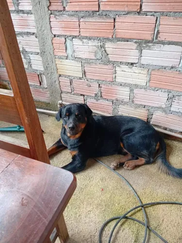 Cachorro rottweiler 